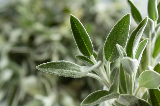 istock sage salvia leaves close-up on a gray background 1314067109