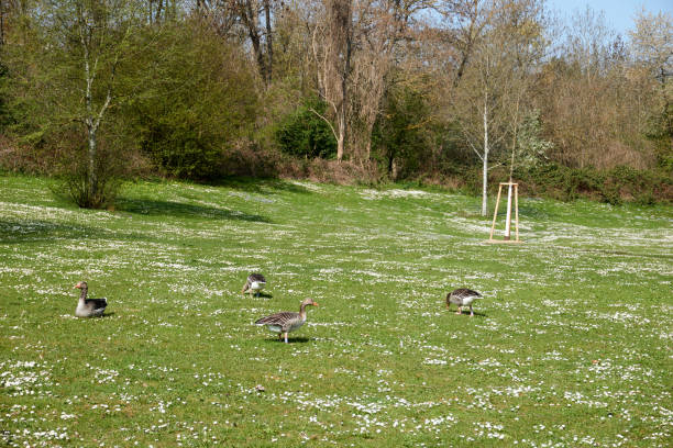 istock group of wild geese on a green meadow 1314067872
