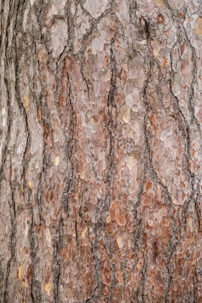 istock Bark of pine tree. Natural coniferous bark background 1314067986
