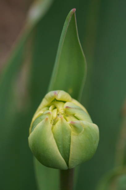 istock Yellow tulip bud growing in the garden (Tulipa) 1314068121
