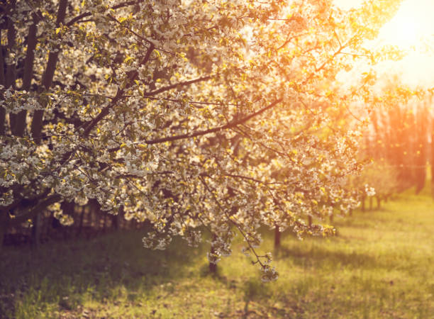 istock Blooming trees in garden in springtime 1314068297