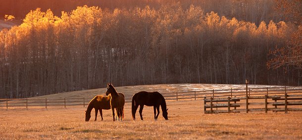 Three backlit horses grazing in a meadow in fall. Beautiful pose and vapor from breathing horses on a cold fall day. Image taken in Alberta.