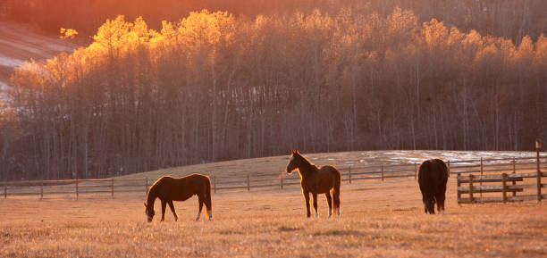 drei pferde im herbst grasen in schönen wiese - horse panoramic scenics prairie stock-fotos und bilder