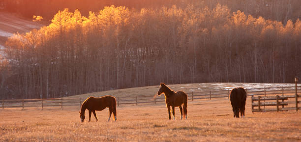 istock Three Horses In Fall Grazing In Beautiful Meadow 1314069247