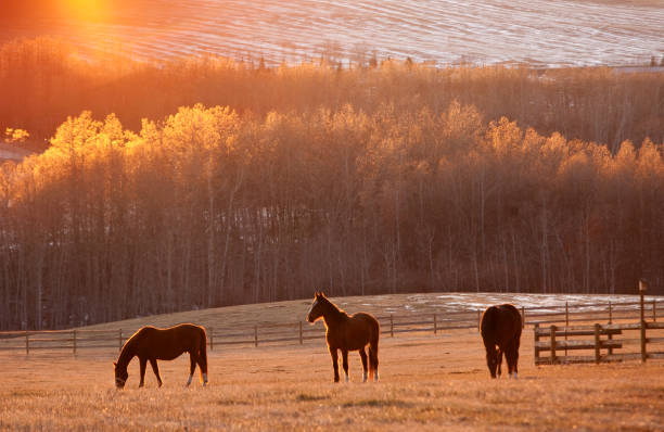 istock Three Horses In Fall Grazing In Beautiful Meadow 1314069256