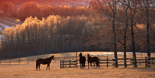 istock Three Horses In Fall Grazing In Beautiful Meadow 1314069274
