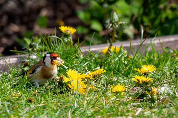Goldfinch, Carduelis carduelis, collecting dandelion petals for nest building