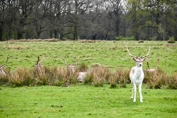 istock Shropshire's stunning Countryside looking glorious on a warm spring day 1314069711