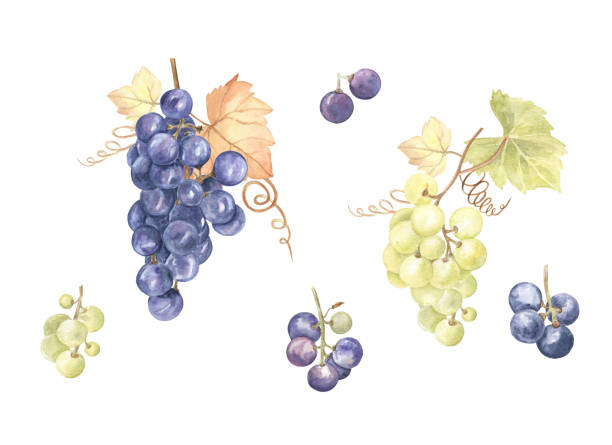 ilustrações de stock, clip art, desenhos animados e ícones de set of watercolor painted grapes on white isolated background. fine and beautiful botanical illustration of big and small grapes clusters, green and purple. for cards, tags, merchandise and more. - grape bunch fruit stem