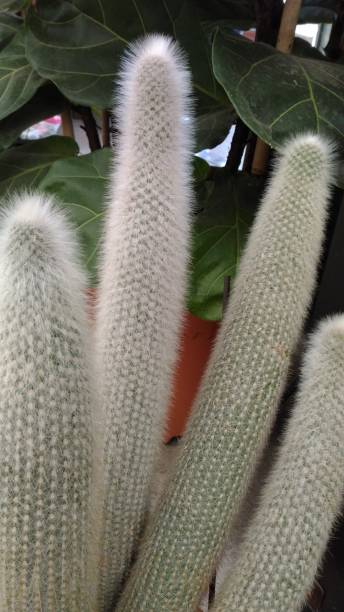 istock perfect beautiful cactus succulent plant 1314070533