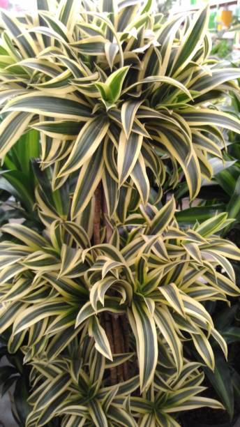 istock green leafy plants in the botanical garden 1314070659