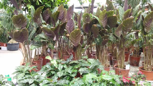 istock green leafy plants in the botanical garden 1314070706