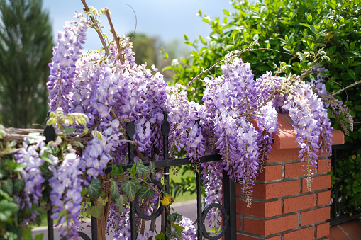 The wisteria (The purple bunch)  offers glamorous beauty at  the park