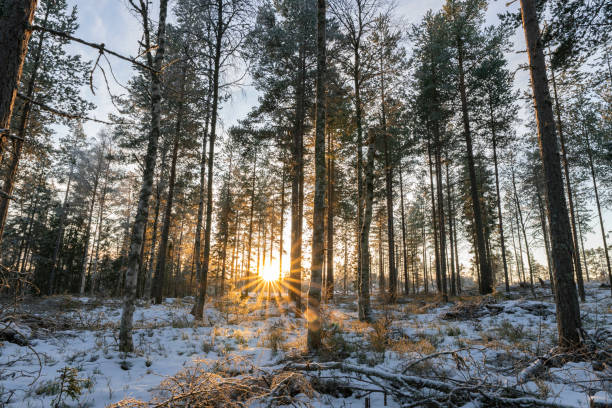 istock Magic sunset at winter forest: fresh soft white snow. Sun goes down between trees, half clear skies, sun rays. Gold colors. Northern Sweden, copy space 1314071533