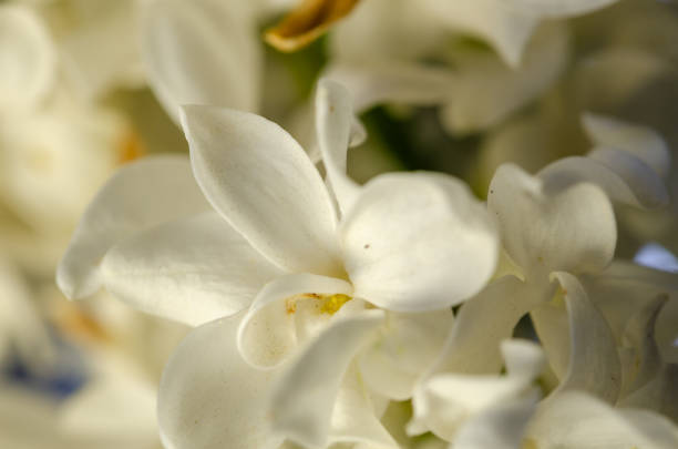 istock White lilac flower , close up 1314071548