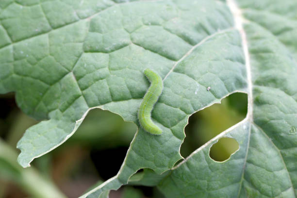 Small white or small cabbage white (Pieris rapae) on damaged cabbage leaves. It is a serious pest to cabbage and other mustard family crops