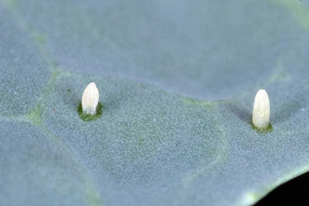 istock Eggs of small cabbage white - Pieris rapae (latin name) on the leaf. It is a serious pest of cabbage, cauliflower, cobblestones and other plants 1314073951