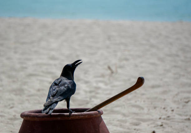 crow on a cauldron on the beach. children's story concept