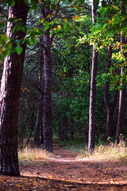 istock Walking path in the autumn forest on sunny day. 1314074379