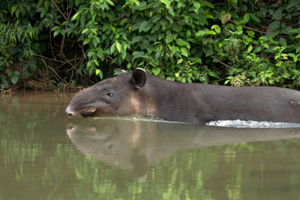 Baird's tapir Baird's tapir in Montes Azules Chiapas Mexico tapir stock pictures, royalty-free photos & images