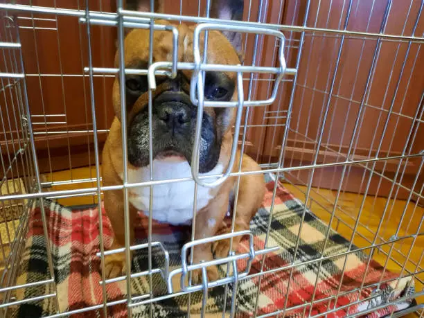 Fawn French Bulldog in a cage. The conservative treatment for spinal injury in dogs is to be immobilized in a cage for 21 weeks.