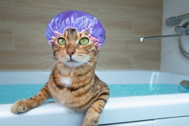 забавная бенгальская домашняя кошка с шапочкой для душа сидит в ванне, наполненной водой - shower cap стоковые фото и изображения