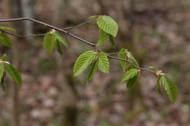 istock The first green leaves on trees in spring 1314076071