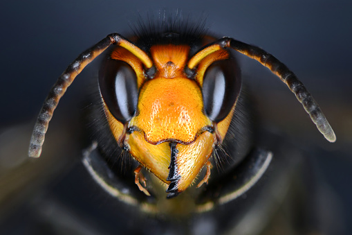 Closeup on a fluffy red and black female European orchards mason bee, Osmia cornuta sitting on a green leaf in the garden