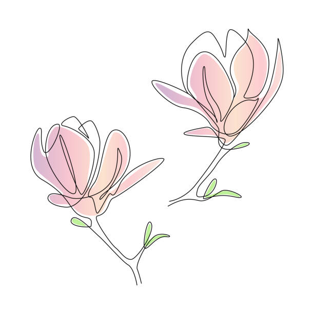 illustrations, cliparts, dessins animés et icônes de fleurs de magnolia dans un modèle d’art de ligne. le dessin continu peut être utilisé pour l’icône, les estampes murales, les affiches, le magazine, la carte postale, l’emblème, le logo. illustration abstraite de vecteur - magnolia blossom