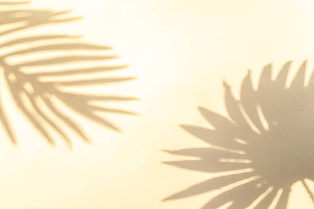 istock Summer backgrounds. Plant leaf shadows on white wall in tropical summer sunlight texture. Shadow abstract background, for overlay on product presentation, mockup backdrop, sun light seasonal concept. 1314077672
