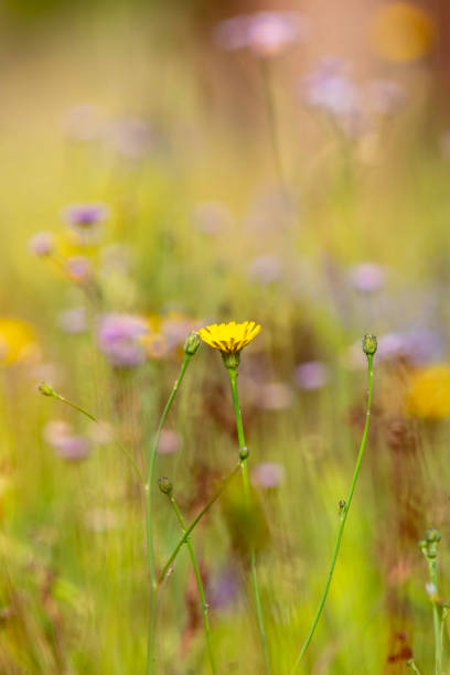 istock Detailed Dandelion Macro Golden Hour 1314077939