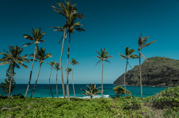 istock Palm tree at Makapuu Beach Park Honolulu Oahu Hawaii 1314079860