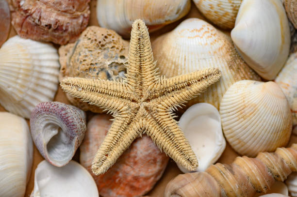 istock Seashells of various shapes and types. Background 1314080761