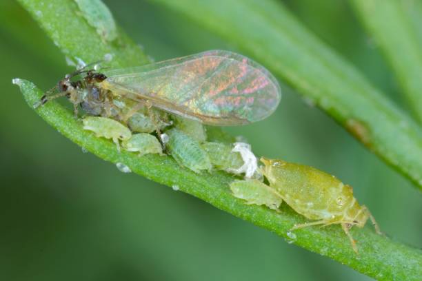 istock Willow carrot aphids (Cavariella aegopodii ) on young dill plants. These are common plant pests. 1314080816