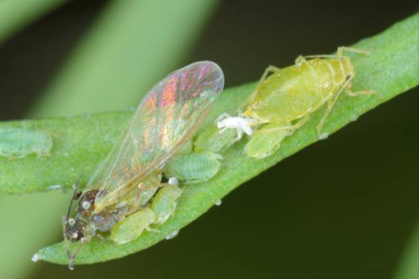 istock Willow carrot aphids (Cavariella aegopodii ) on young dill plants. These are common plant pests. 1314080817
