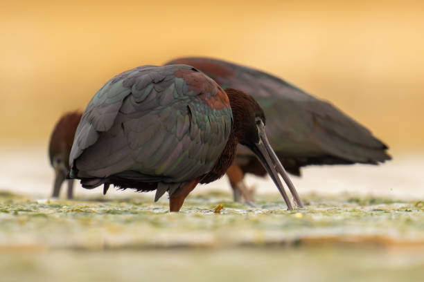 o íbis brilhante - glossy ibis - fotografias e filmes do acervo