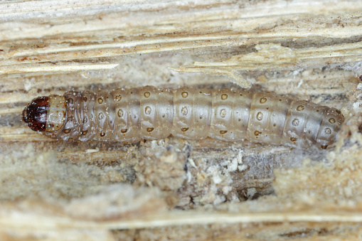 Caterpillar of The European corn borer or borer or high-flyer (Ostrinia nubilalis). It is a moth of the family Crambidae. It is a one of most important pest of maize crops.