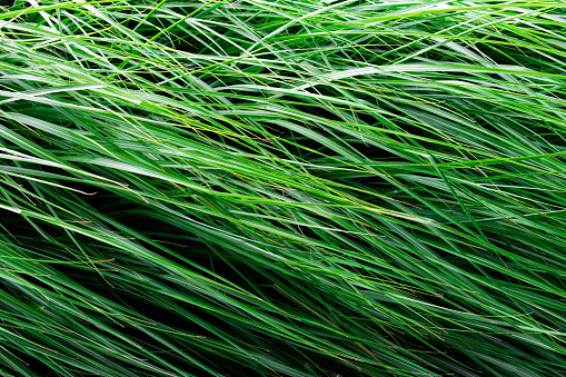 this is a photo of long grass