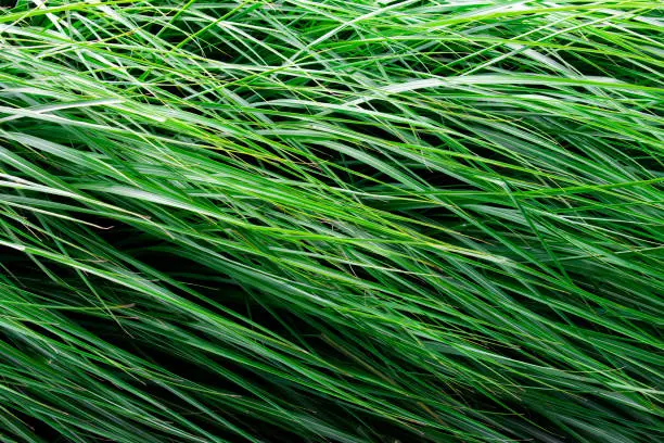 Photo of Long Grass