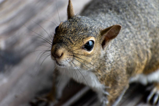 istock Close up of a Grey Squirrel 1314082687