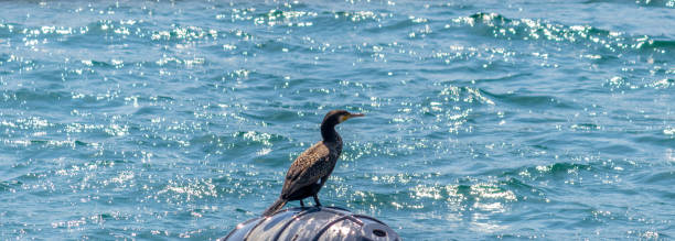 wielki, wielki czarny lub duży kormoran lub czarny kudły siedzi w morzu - giant perch zdjęcia i obrazy z banku zdjęć