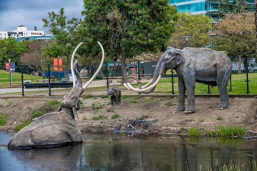 Los Angeles, CA, USA: April 22nd, 2021: The Lake Pit at the La Brea Tar Pits shows a recreation of a mammoth being trapped in tar, Los Angeles, CA.
