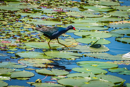 An American Purple Gallinule walking on Lily Pads. Attwater Prairie Chicken National Wildlife Refuge, Texas