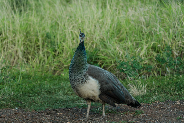 istock Peafowl at Waianae Valley, Mount Kaala Trail，Oahu, Hawaii 1314084997