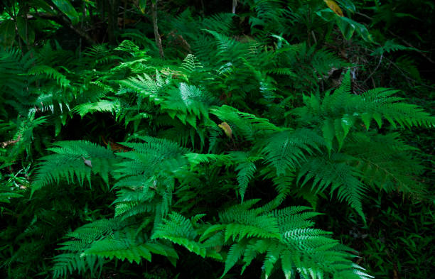 istock Microlepia strigosa in Mount Kaala Trail，Oahu, Hawaii 1314085016