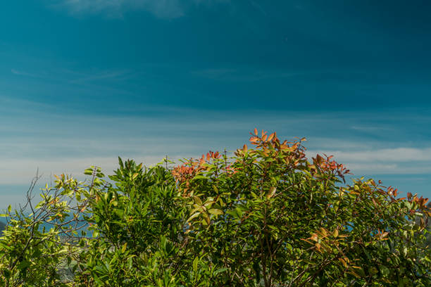 istock metrosideros tremuloides tree at Mount Kaala Trail，Oahu, Hawaii 1314085212