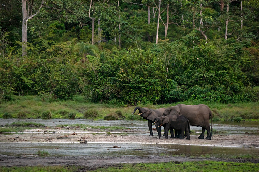 Rare wildlife shot of a herd of African forest elephant (Loxodonta africana cyclotis)  in Lango Bai (saline, mineral lick) in the rainforest of the Congo Basin. This rich mineral clearing is located in the middle of the rainforest where forest elephants gather in large numbers to reap the benefits of the mineral salts. The species has been listed as Critically Endangered on the IUCN Red List. Odzala National Park, Republic of Congo.