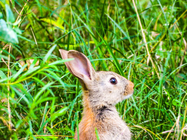 istock Porepunkah, Victoria, Australia 1314088070