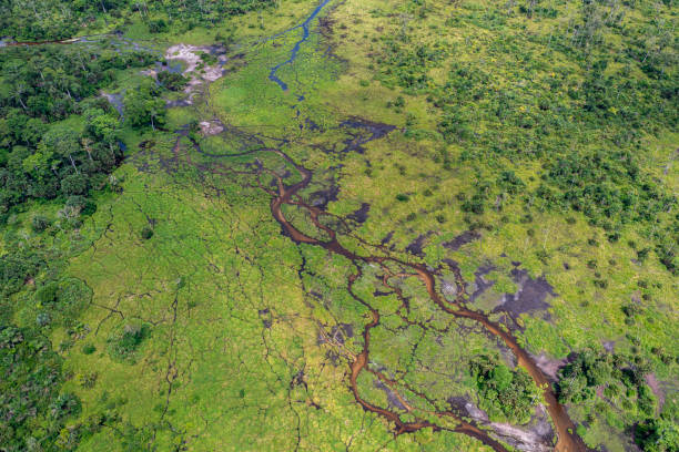 istock Aerial view of a bai (saline, mineral clearing) in the rainforest, Congo 1314088108