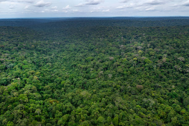 istock Aerial view of the endless African rainforest, Congo Basin 1314088176